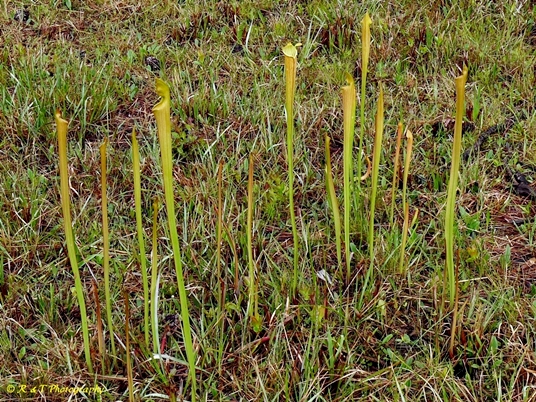 {Sarracenia alata}